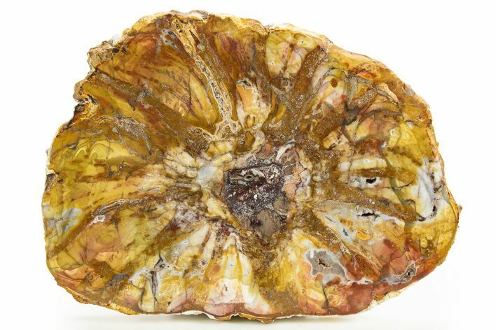 Colorful Petrified Wood Slab - Weird Grain Patterns #327315